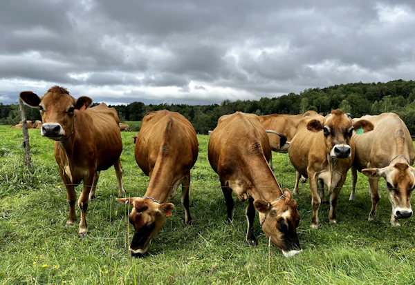 Jersey cows grazing on lush green pasture