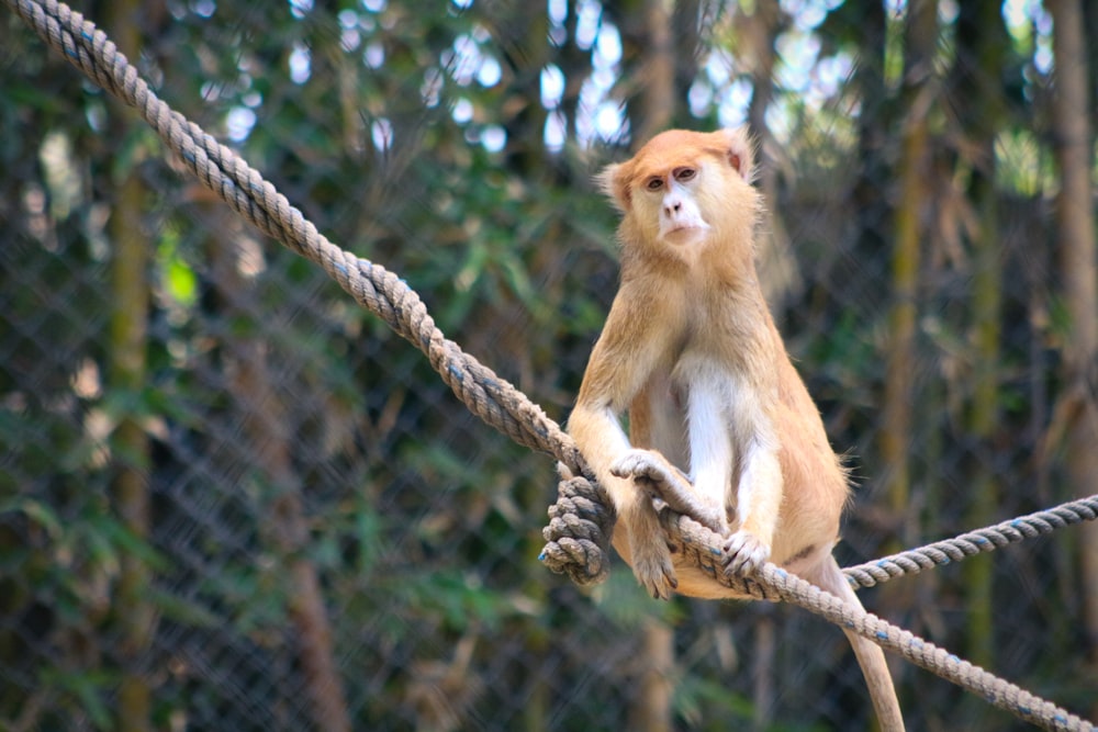 a monkey sitting on top of a rope