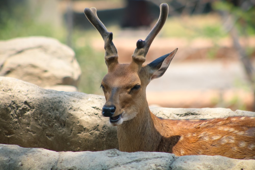 a close up of a deer laying on a rock