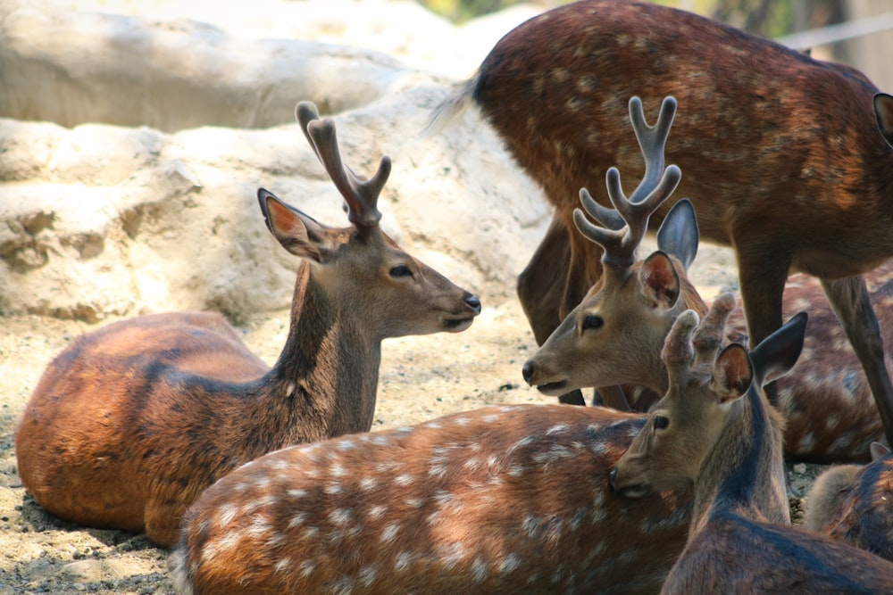 a group of deer laying down next to each other