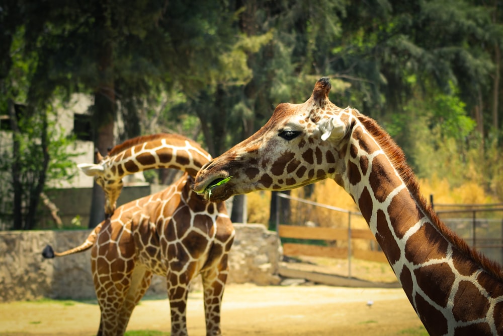 a couple of giraffe standing next to each other