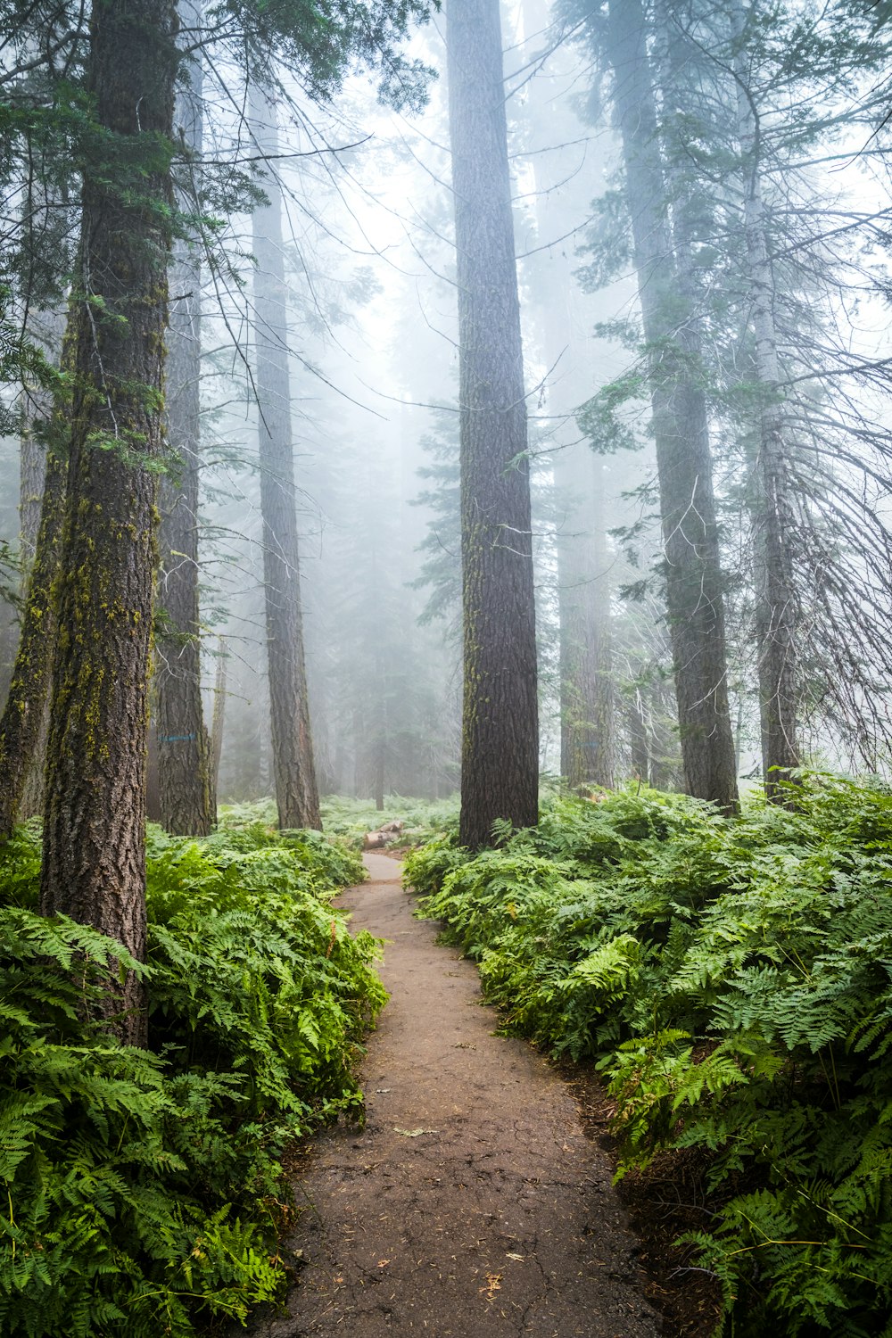 a path through a dense forest on a foggy day