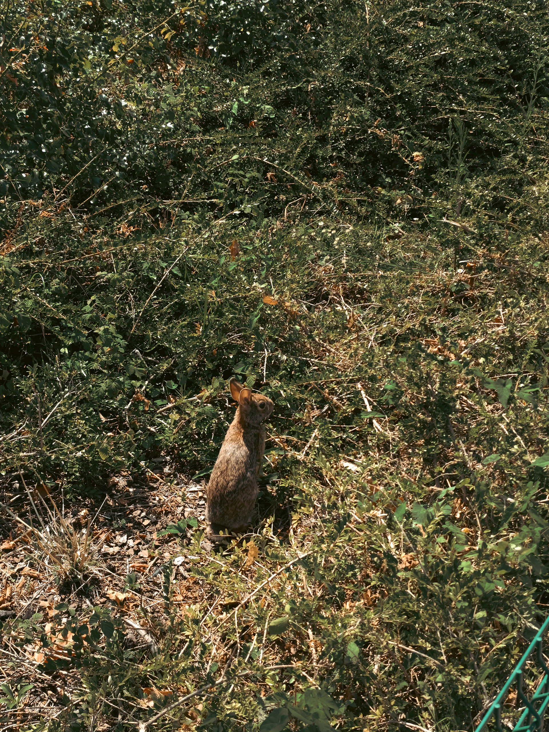 A playful rabbit hopping through a sunlit garden patch surrounded by fresh greens.