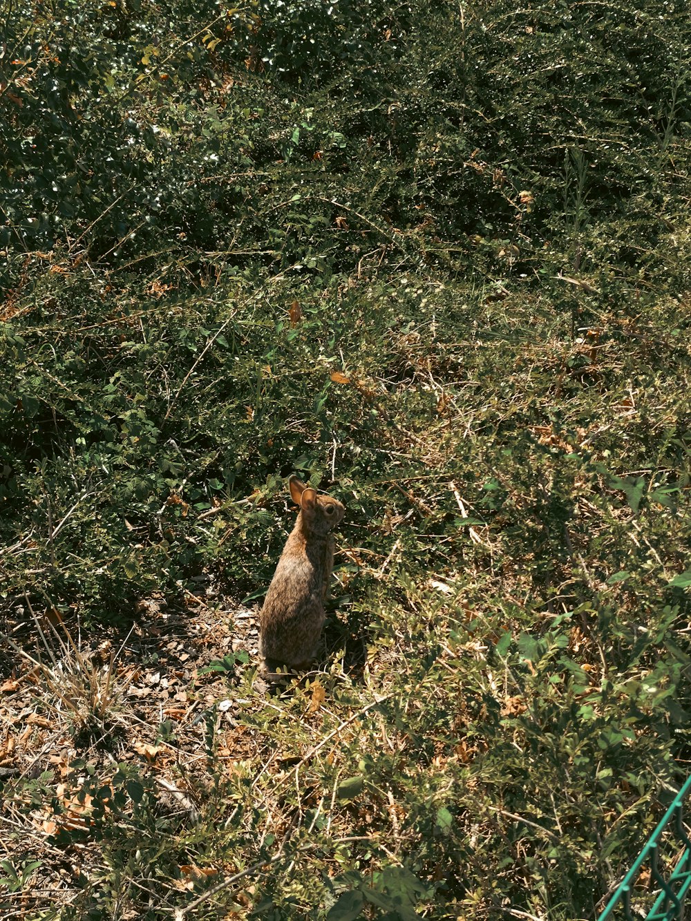 a small bird sitting in the middle of a field