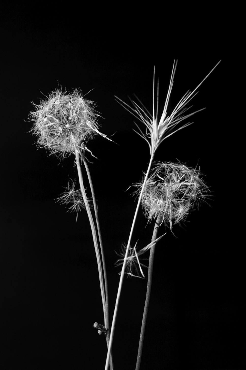 a black and white photo of two dandelions