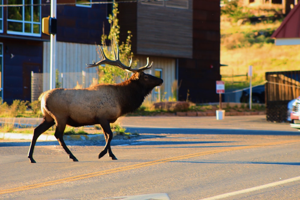 an elk crossing the street in front of a building
