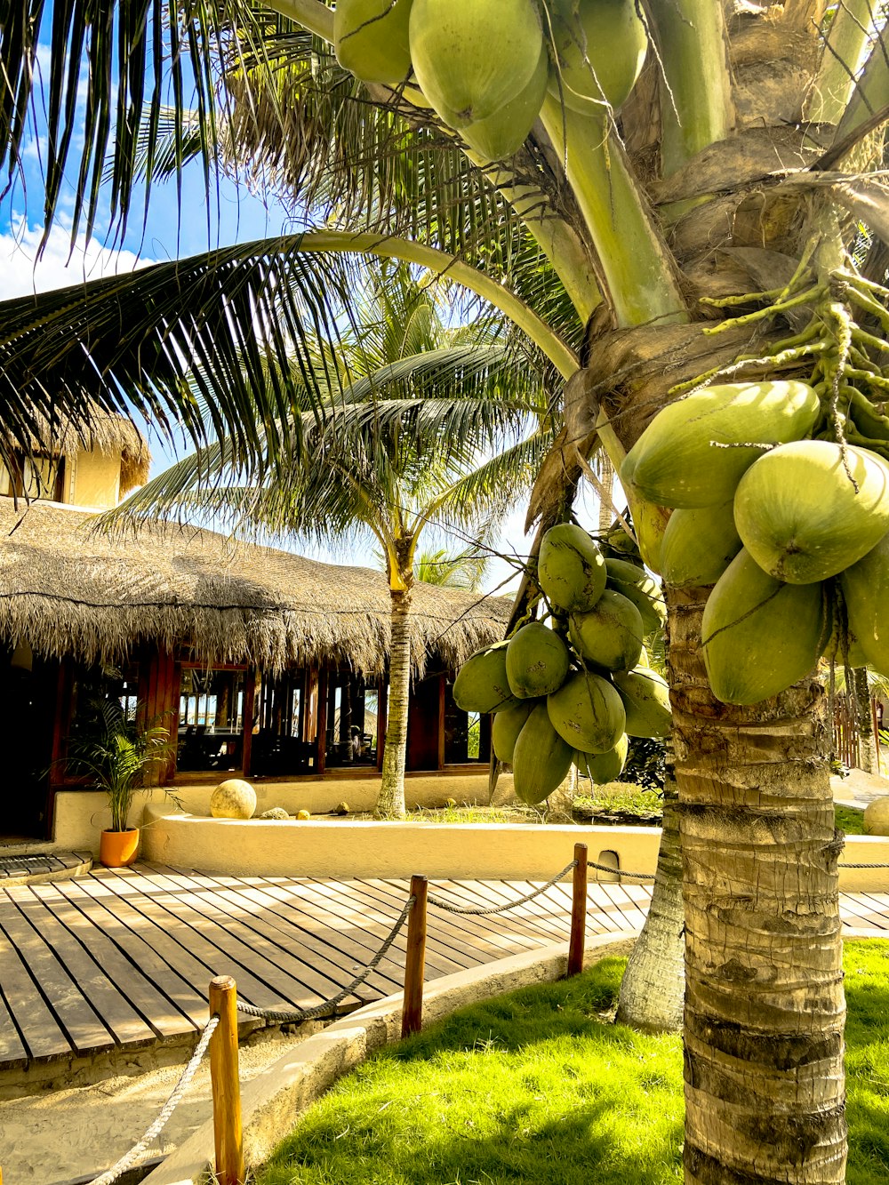 a bunch of green fruit hanging from a palm tree