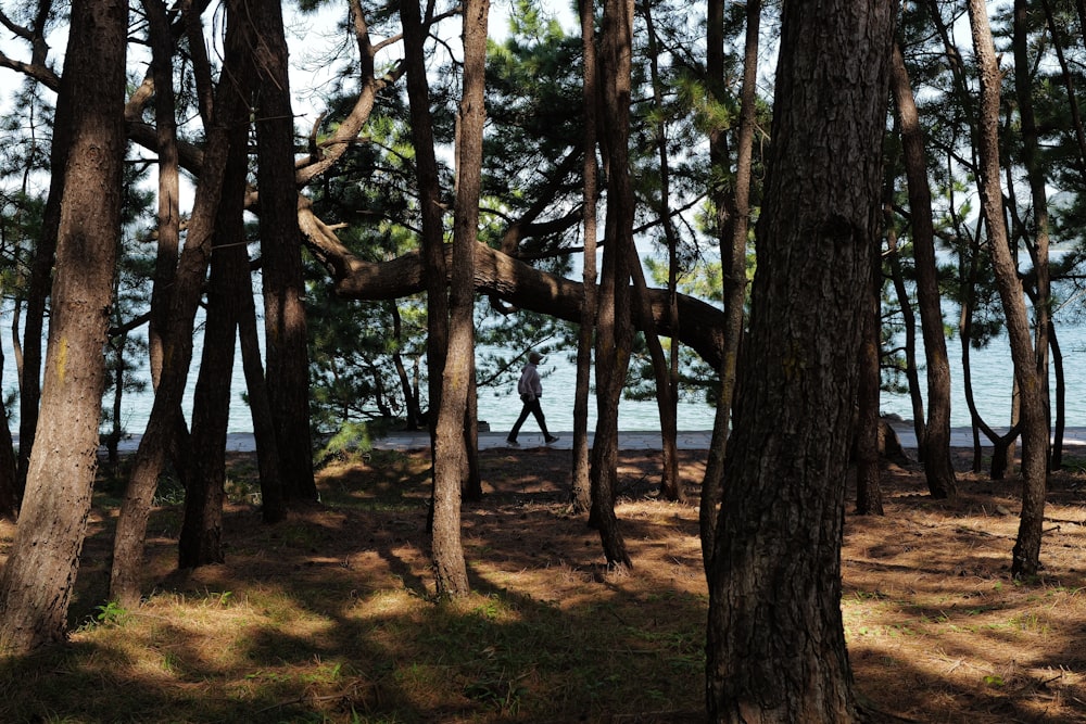 a group of trees that are standing in the grass