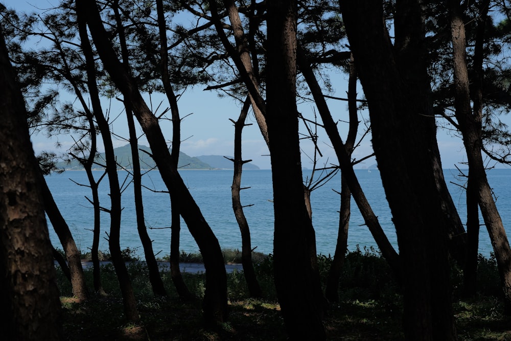 a view of a body of water through some trees