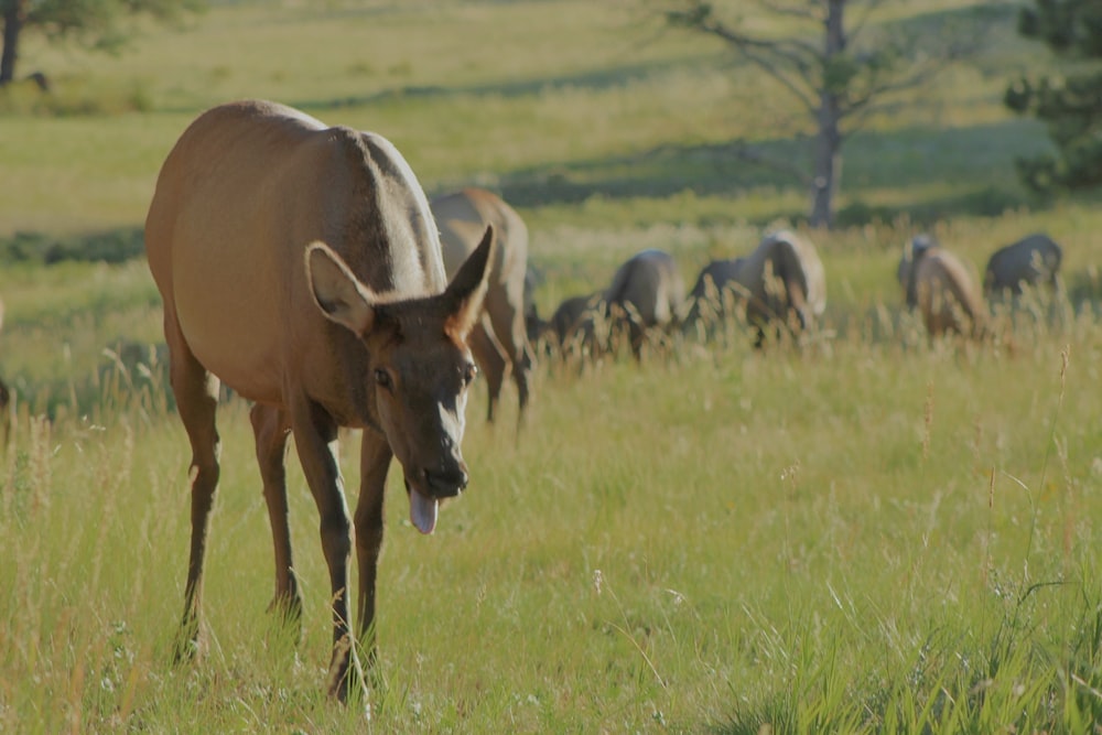 a herd of horses grazing on a lush green field