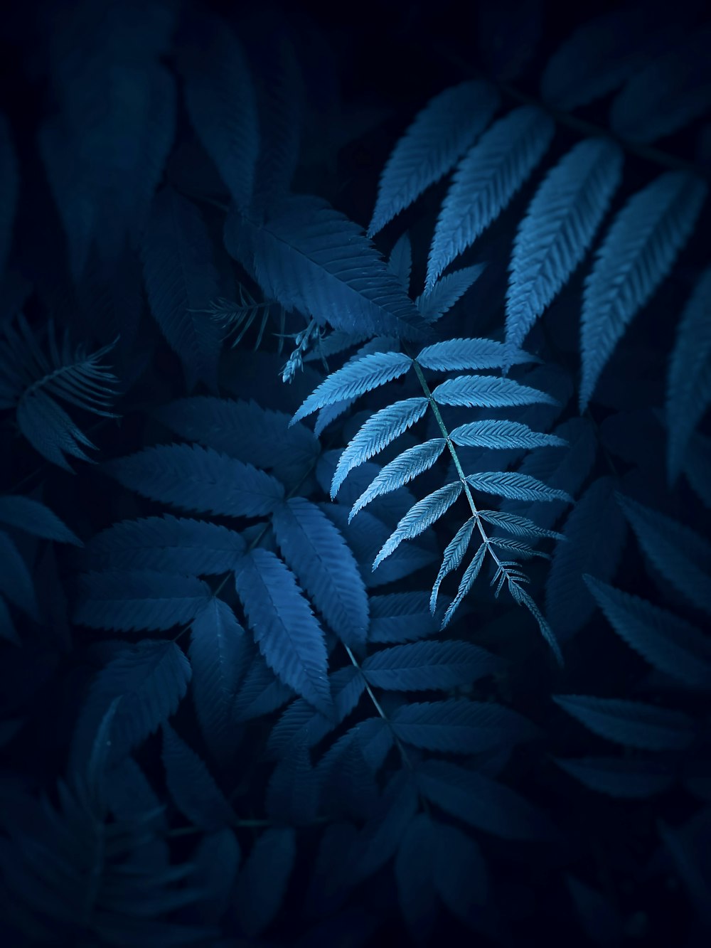 a close up of a leaf on a dark background