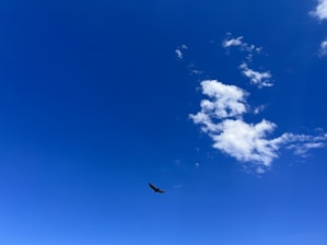 a bird flying high in the blue sky