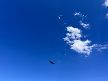 a bird flying high in the blue sky