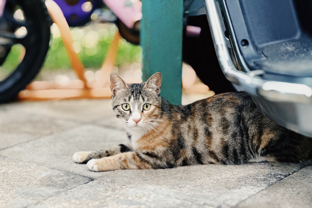 a cat laying on the ground next to a motorcycle