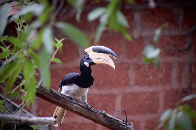 A vibrant hornbill bird perched on a branch with jungle foliage surrounding it.