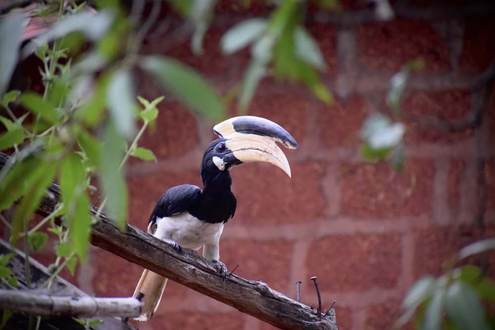 a black and white bird with a large beak