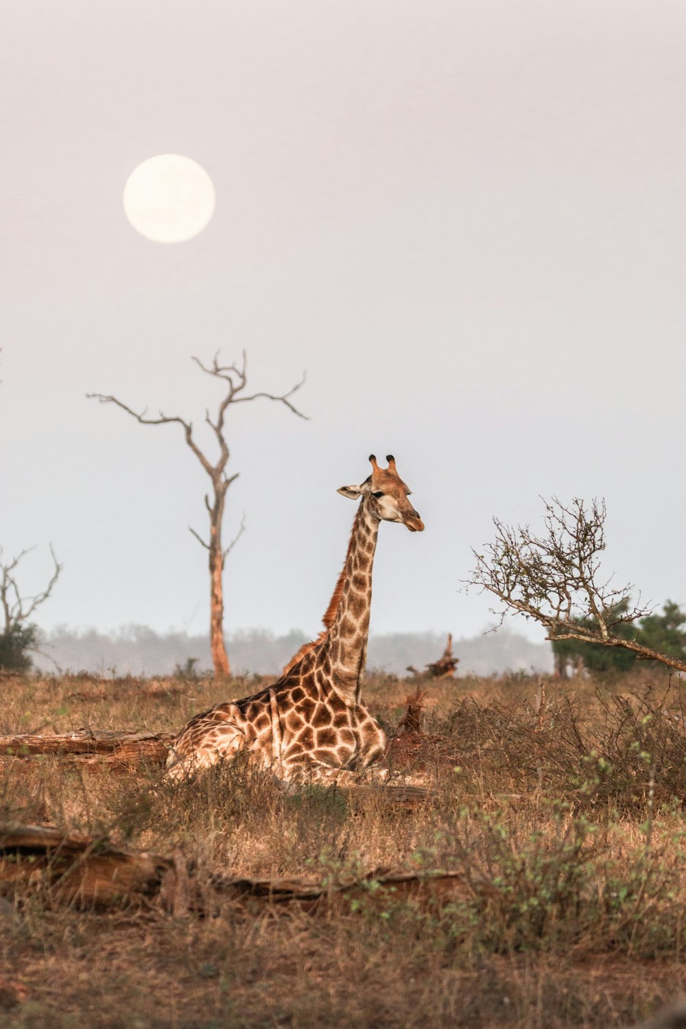 a giraffe sitting in the middle of a field