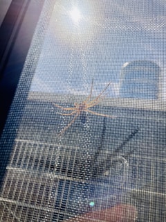 A spider sits on a mesh screen with sunlight visibly shining above, casting reflections. In the background, there's a building with reflective windows, providing an urban setting.
