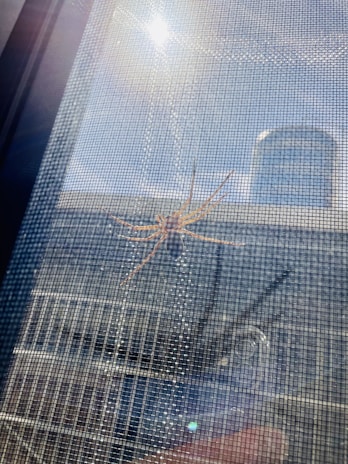 A spider sits on a mesh screen with sunlight visibly shining above, casting reflections. In the background, there's a building with reflective windows, providing an urban setting.