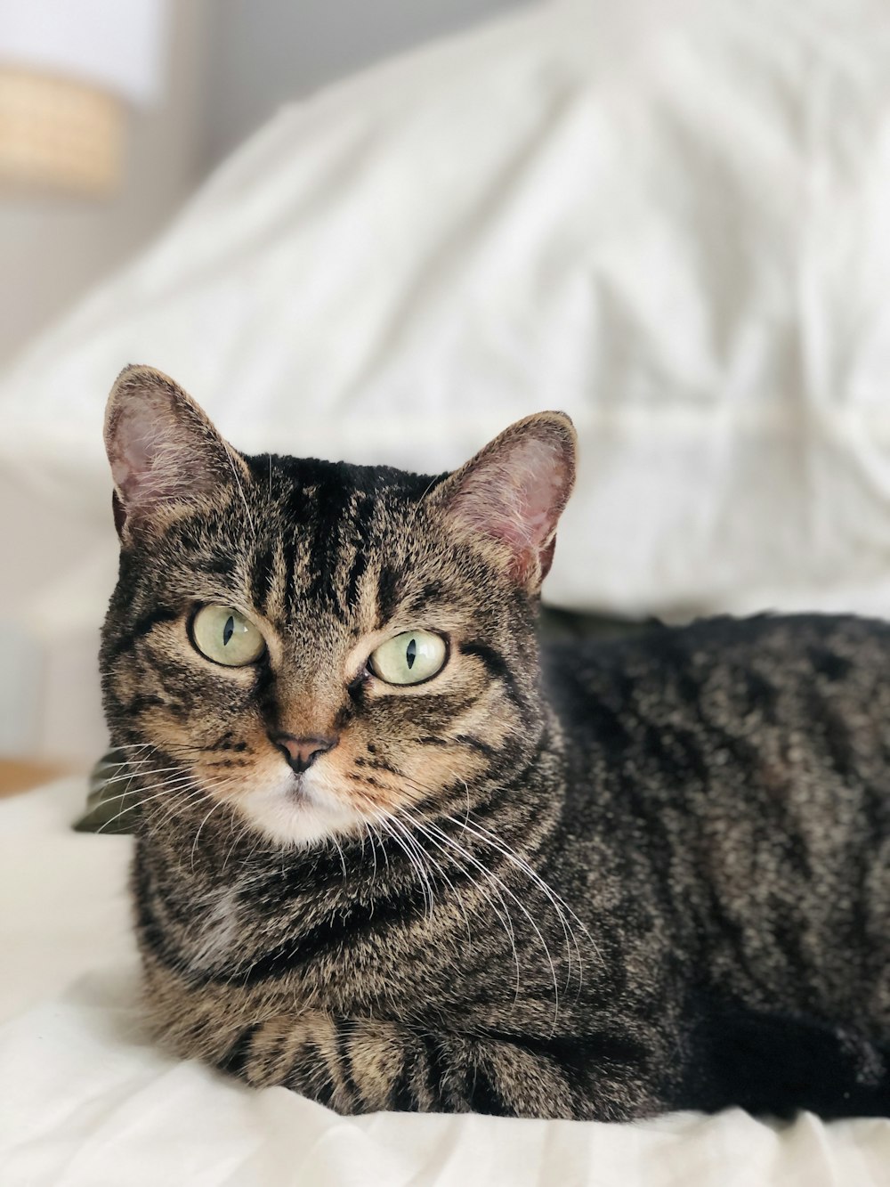 a cat laying on top of a white bed