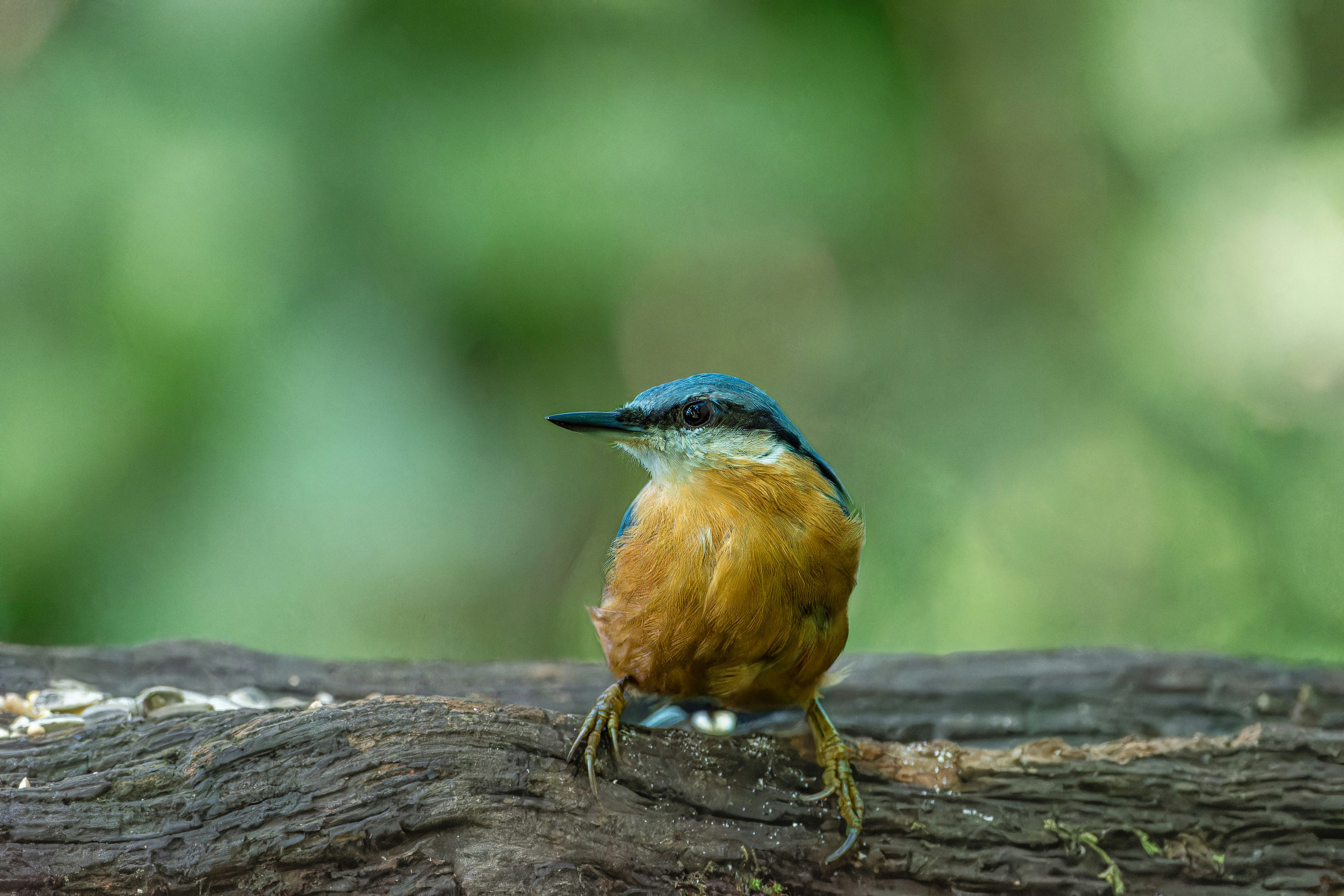 Photo by siegfriedpoepperl