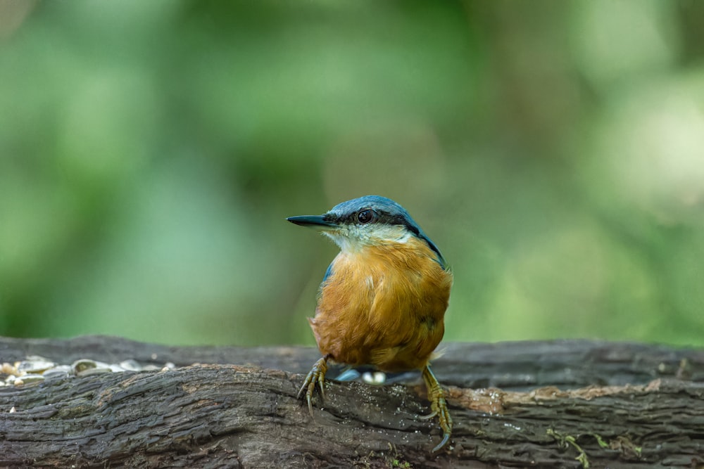 Un pájaro colorido sentado en la rama de un árbol