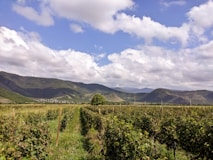 a lush green field with mountains in the background