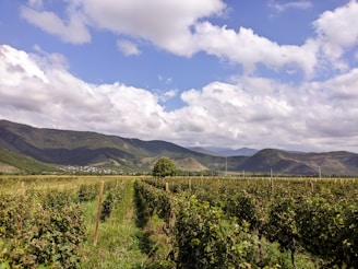 a lush green field with mountains in the background