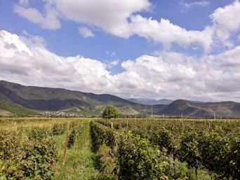 a lush green field with mountains in the background