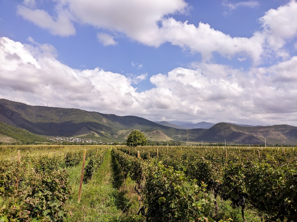 a lush green field with mountains in the background