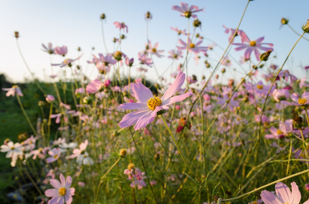 a field full of pink flowers on a sunny day