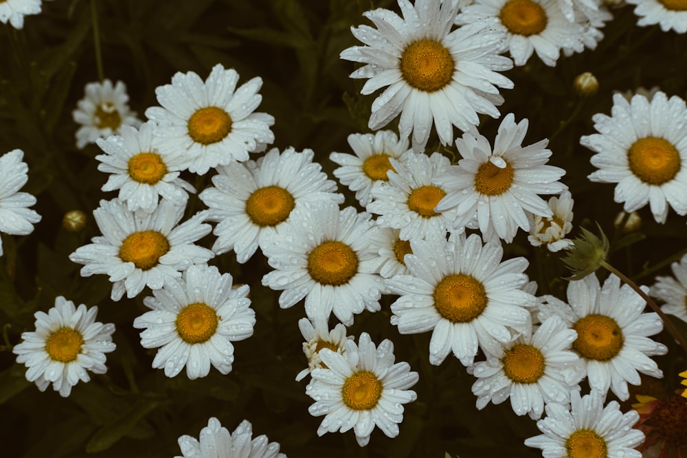 a bunch of white flowers with yellow centers