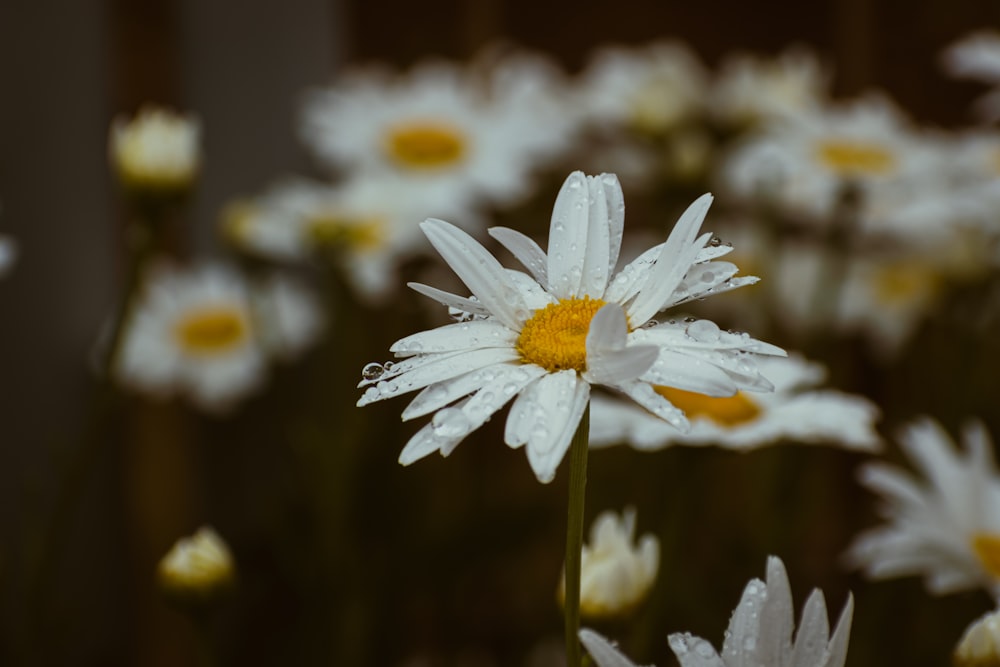 a field of white daisies with yellow centers