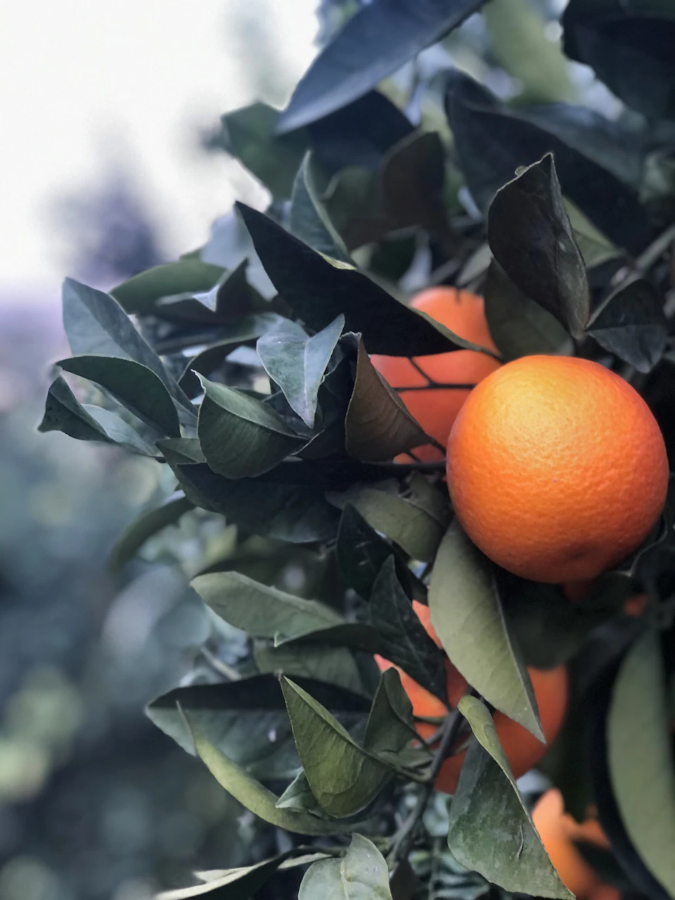 Close-up view of an orange hanging from a tree branch with vibrant color contrast