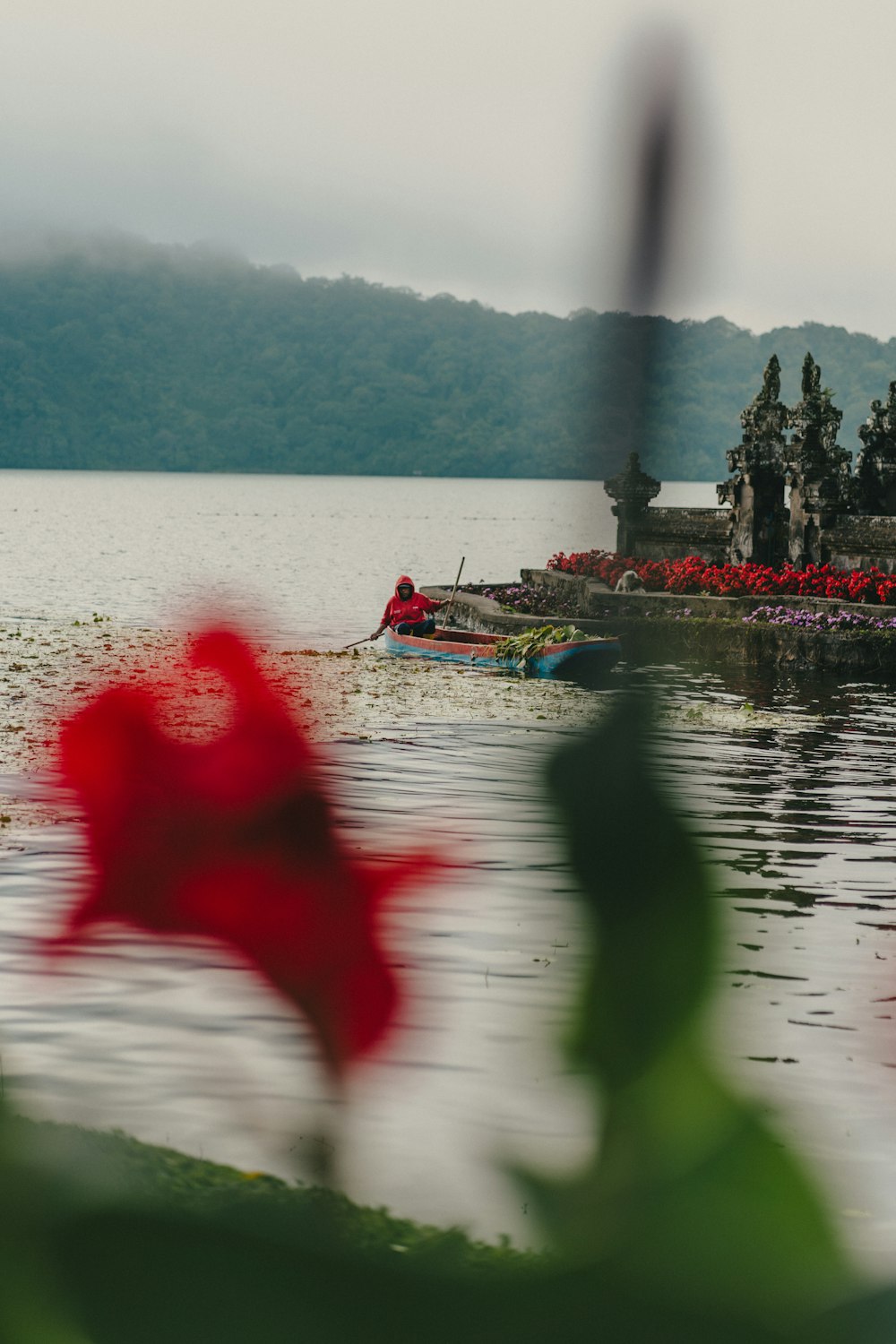 a red flower sitting in the middle of a body of water