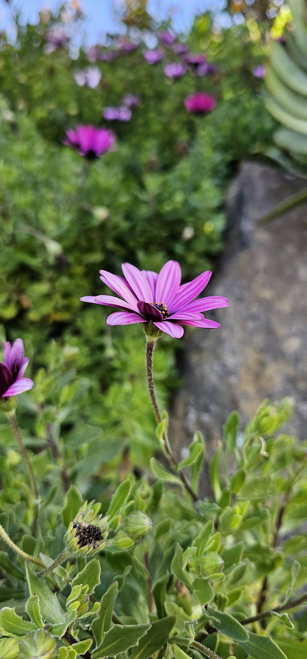 a field of purple flowers with a rock in the background