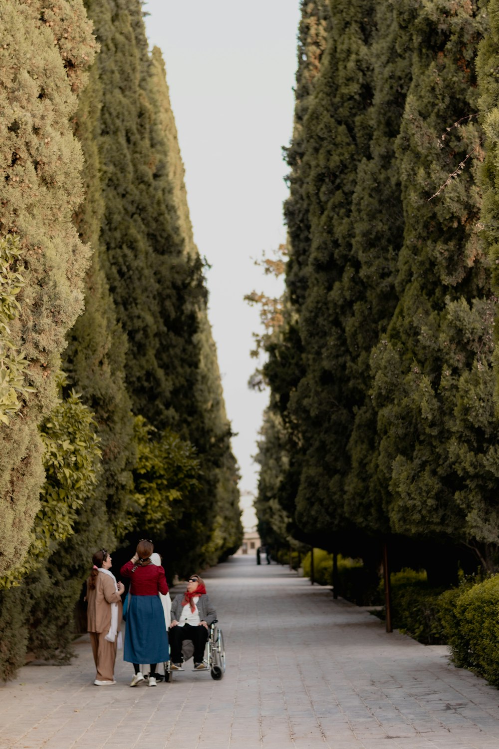a group of people walking down a road lined with trees