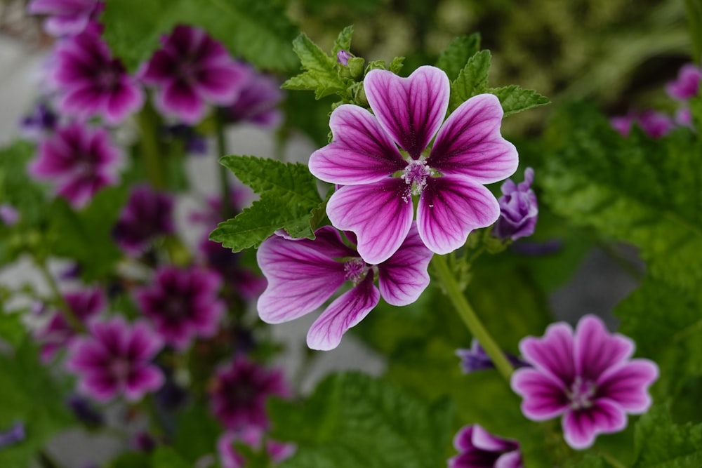 a group of purple flowers with green leaves