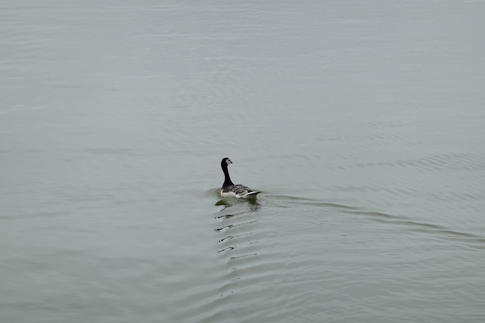 湖の上に浮かぶ黒と白のアヒル