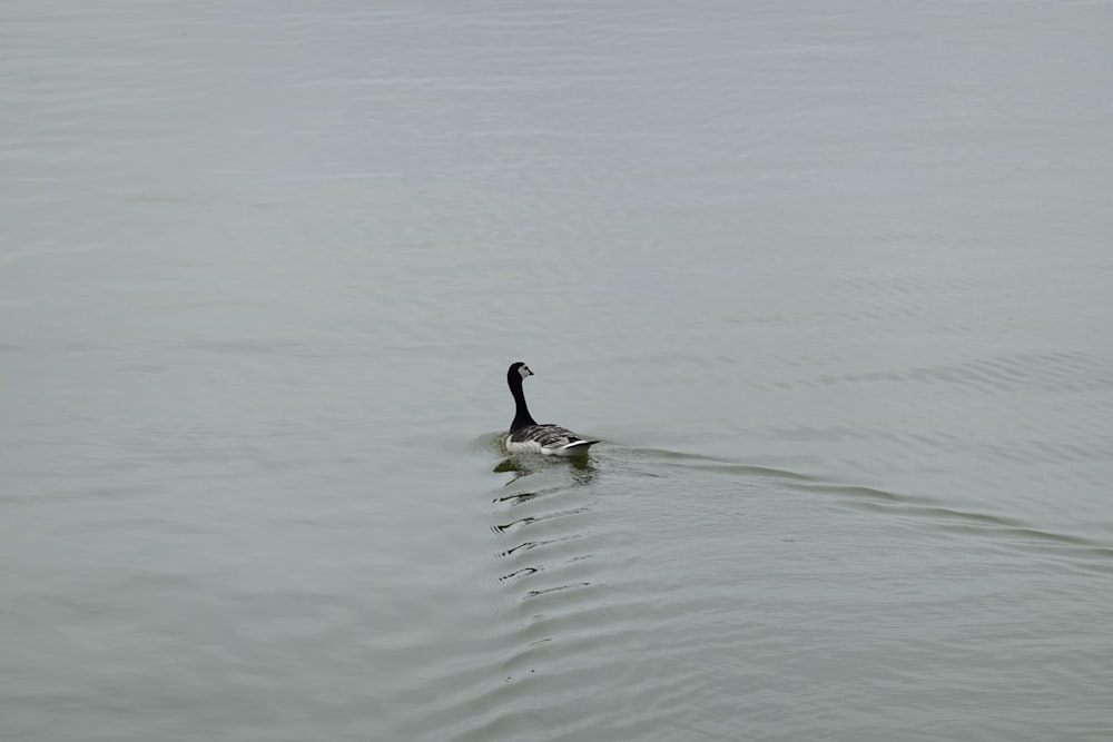 Un'anatra in bianco e nero che galleggia sulla cima di un lago