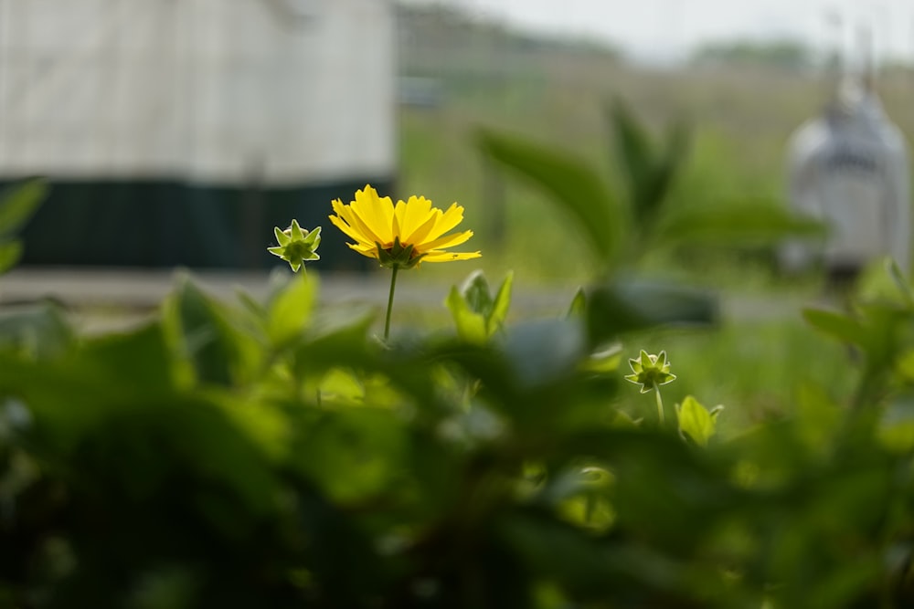 a single yellow flower sitting in the middle of a field