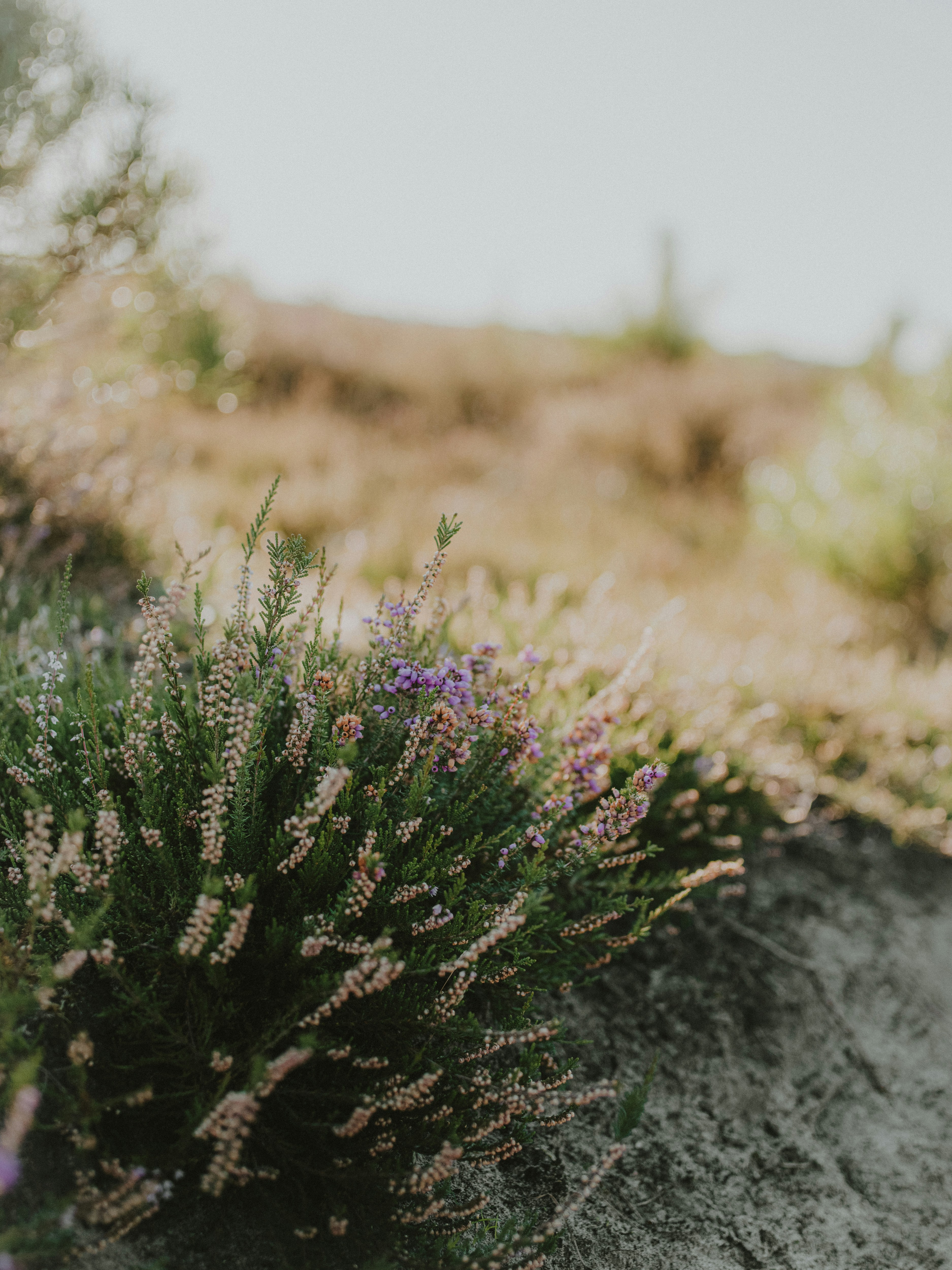 A plant growing out of the side of a hill photo – Free Countryside Image on  Unsplash, image size:3000x4000