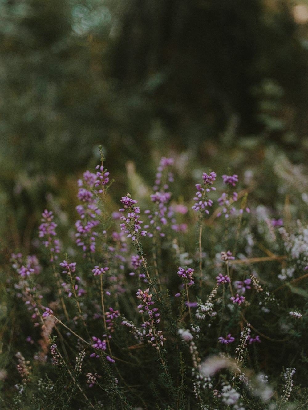 a bunch of flowers that are in the grass