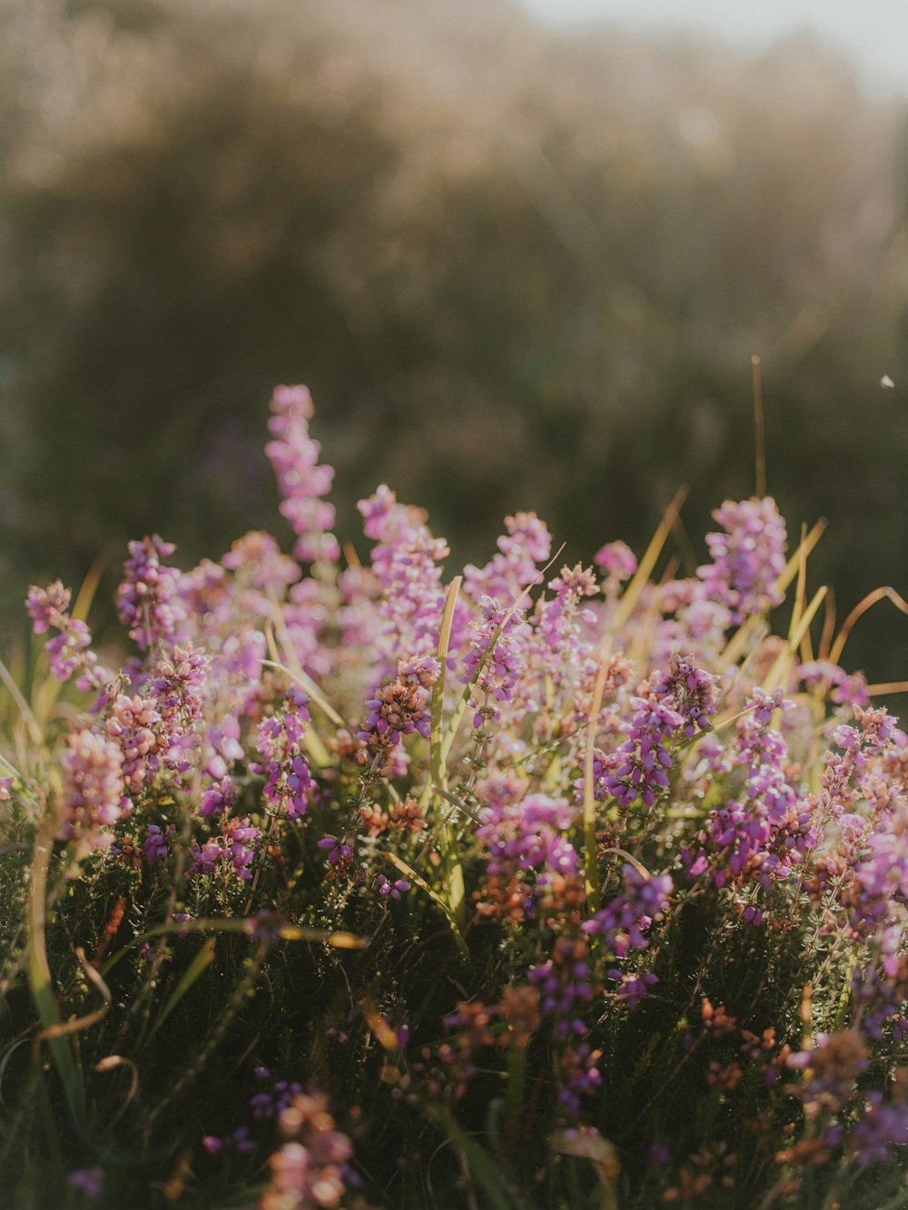 a bunch of flowers that are in the grass