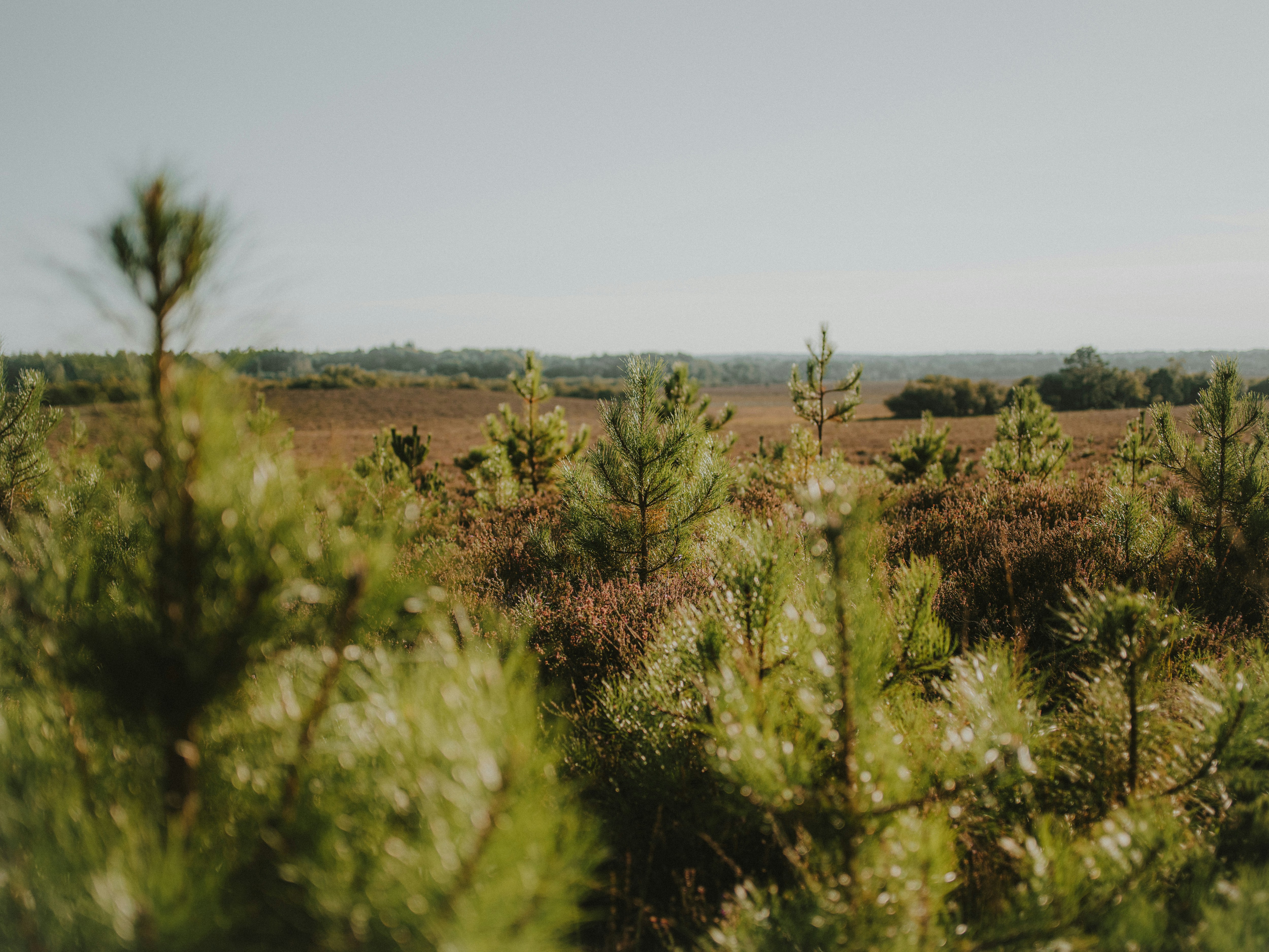 Photo by anniespratt