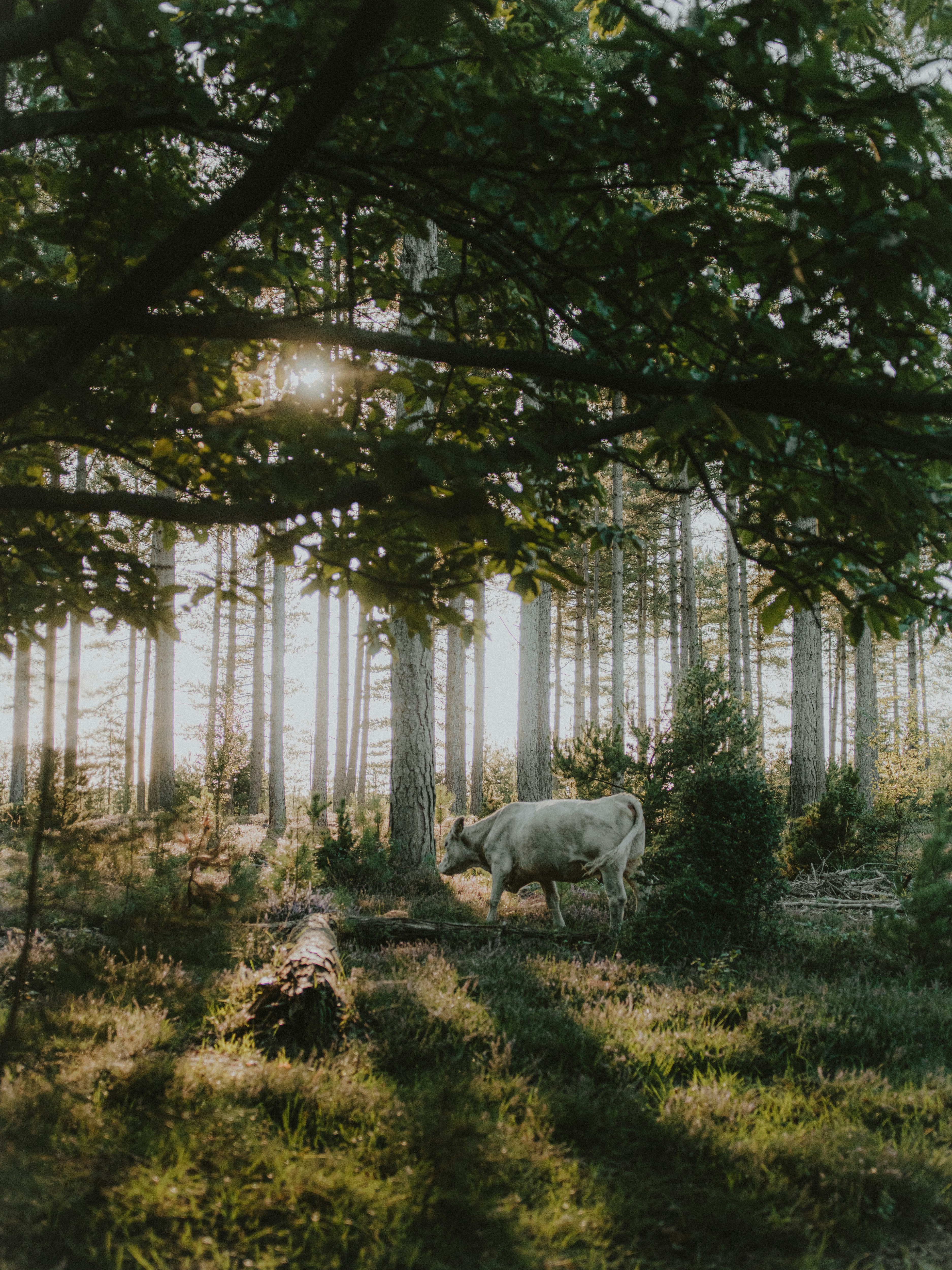 Photo by anniespratt