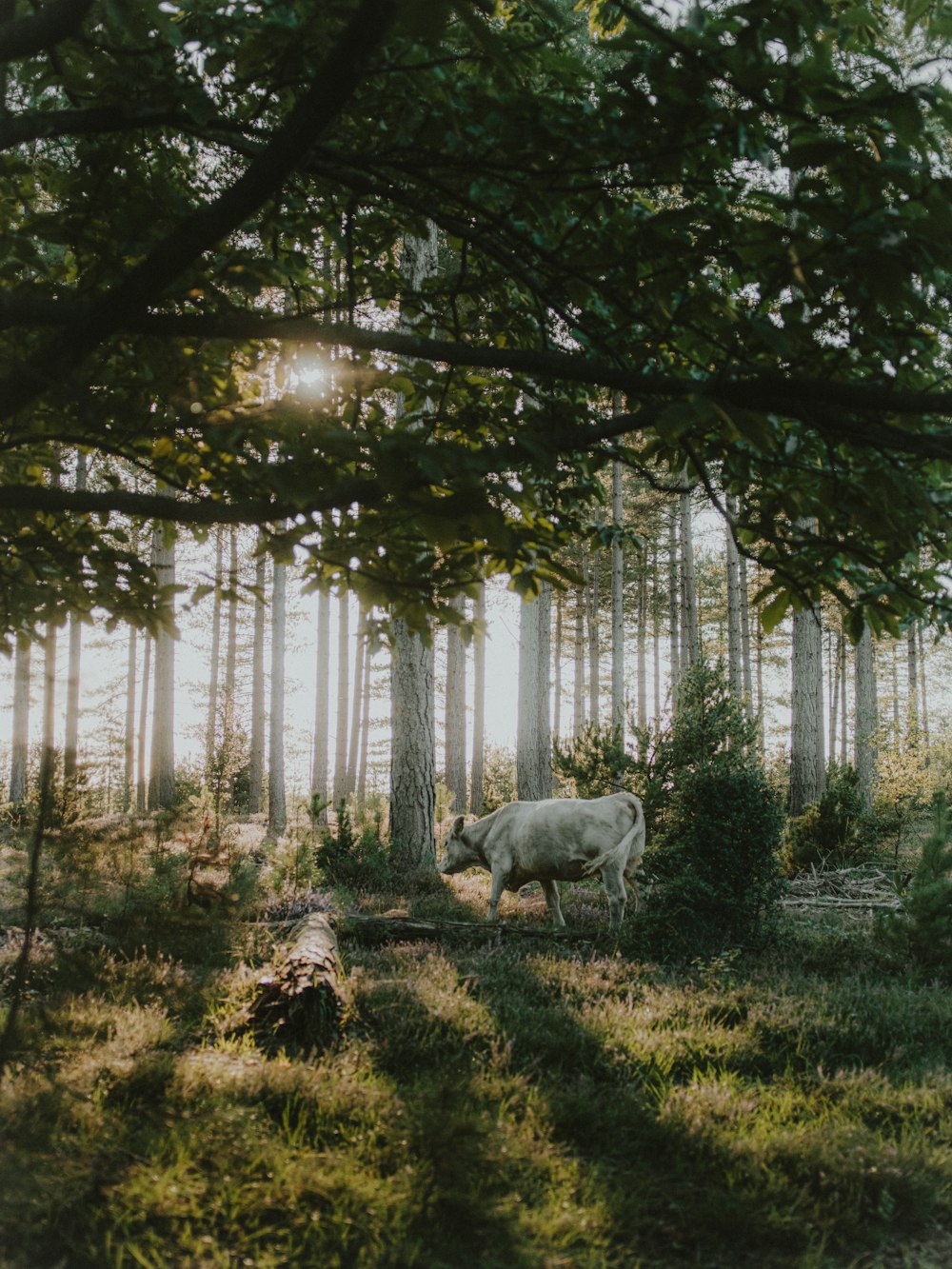 a cow standing in the middle of a forest