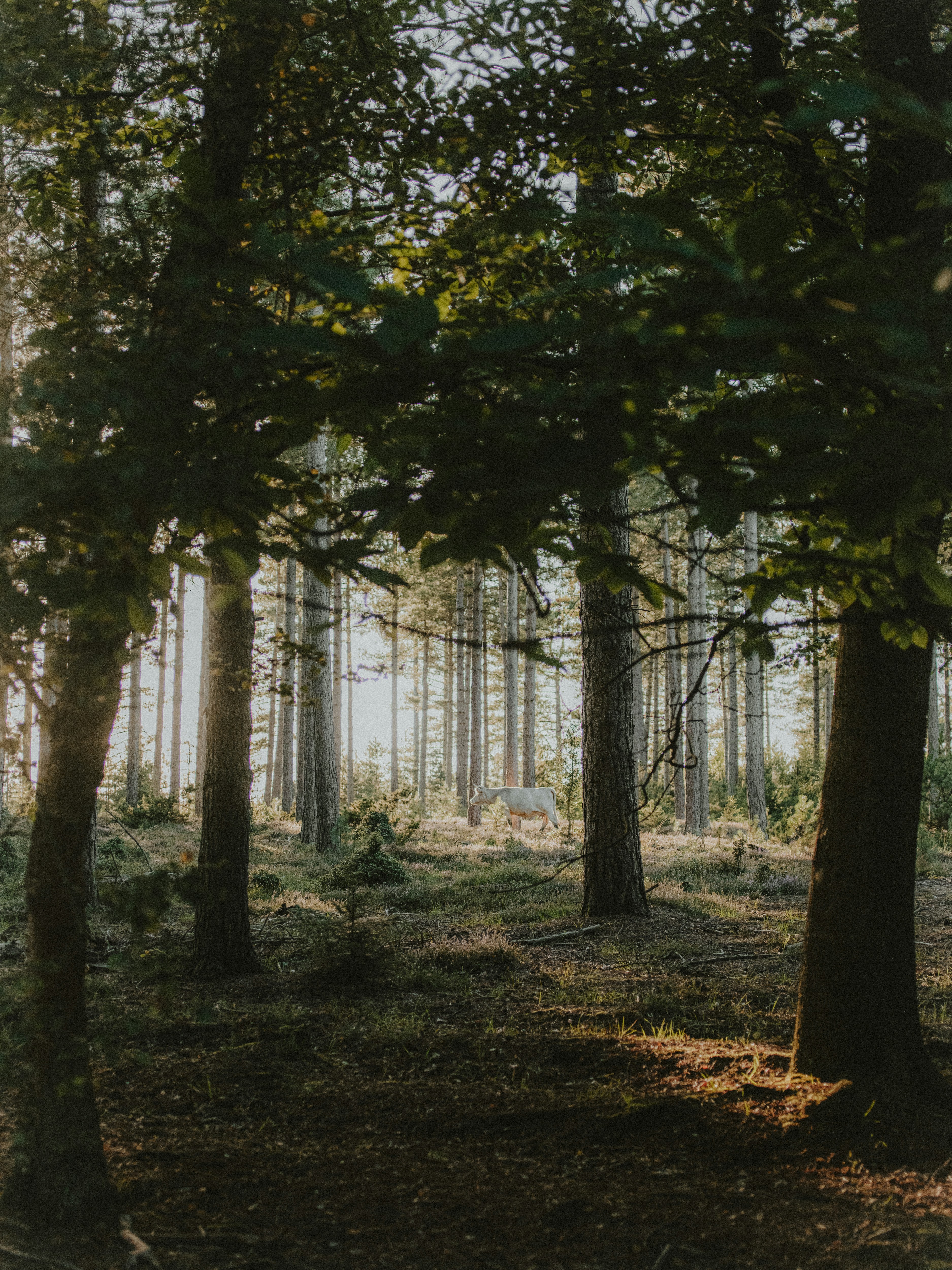 Photo by anniespratt