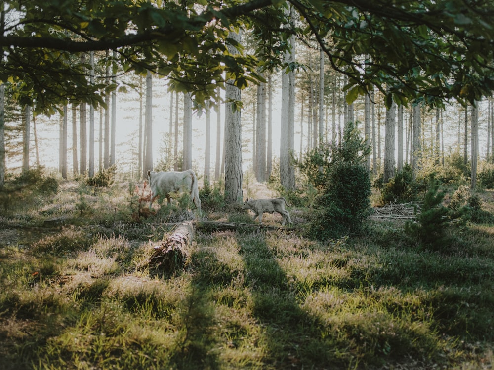 una mucca in piedi nel mezzo di una foresta