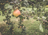 Close-up of a mature apple tree branch after careful Oeschberg pruning in early spring.